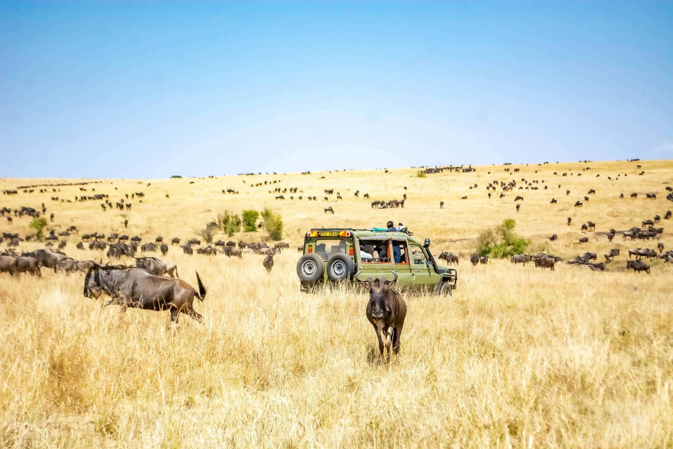 Traveling to Kenya? Here’s What You Need to Know Before You Go