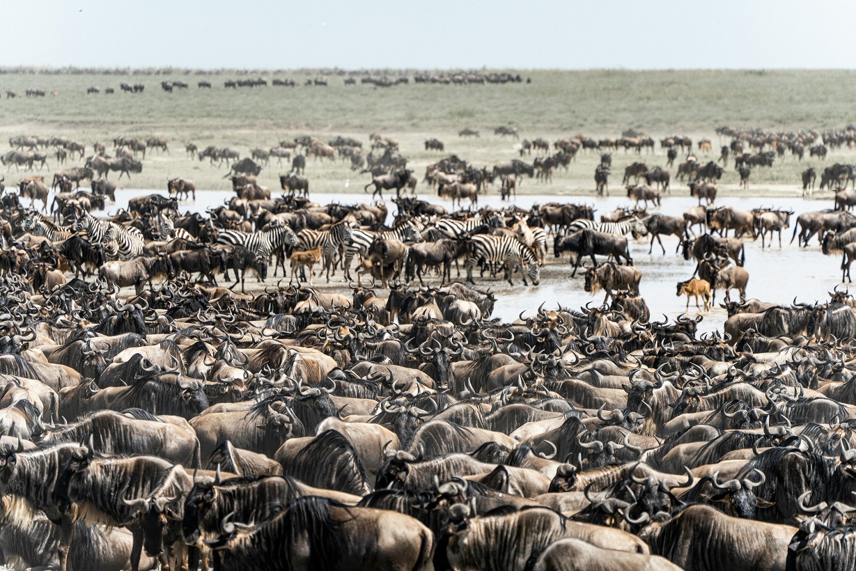 Maasai Mara Safari – The Ultimate African Adventure