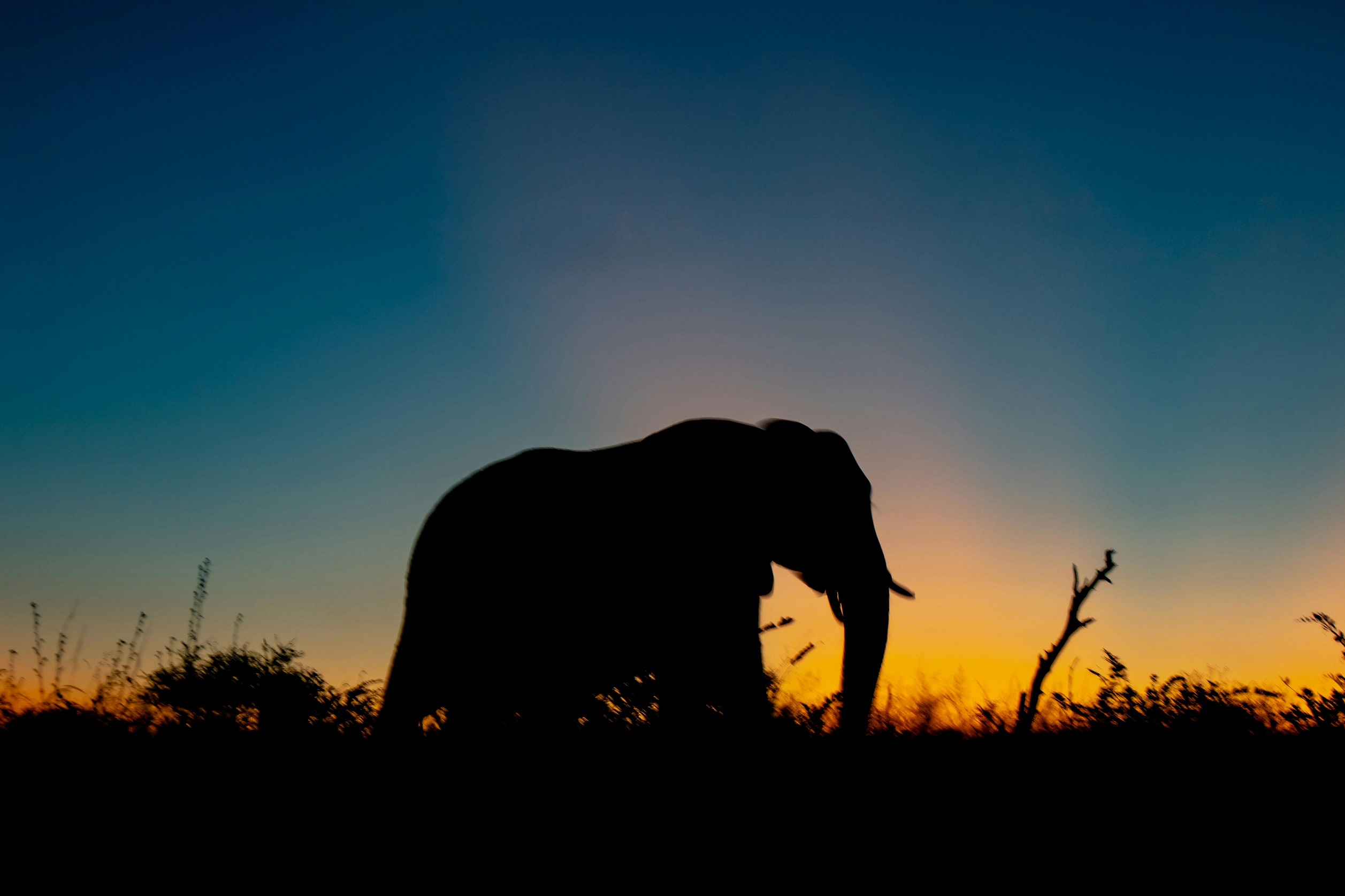 Luxury vs. Budget Safaris in Kenya – Which One Is Right for You?
