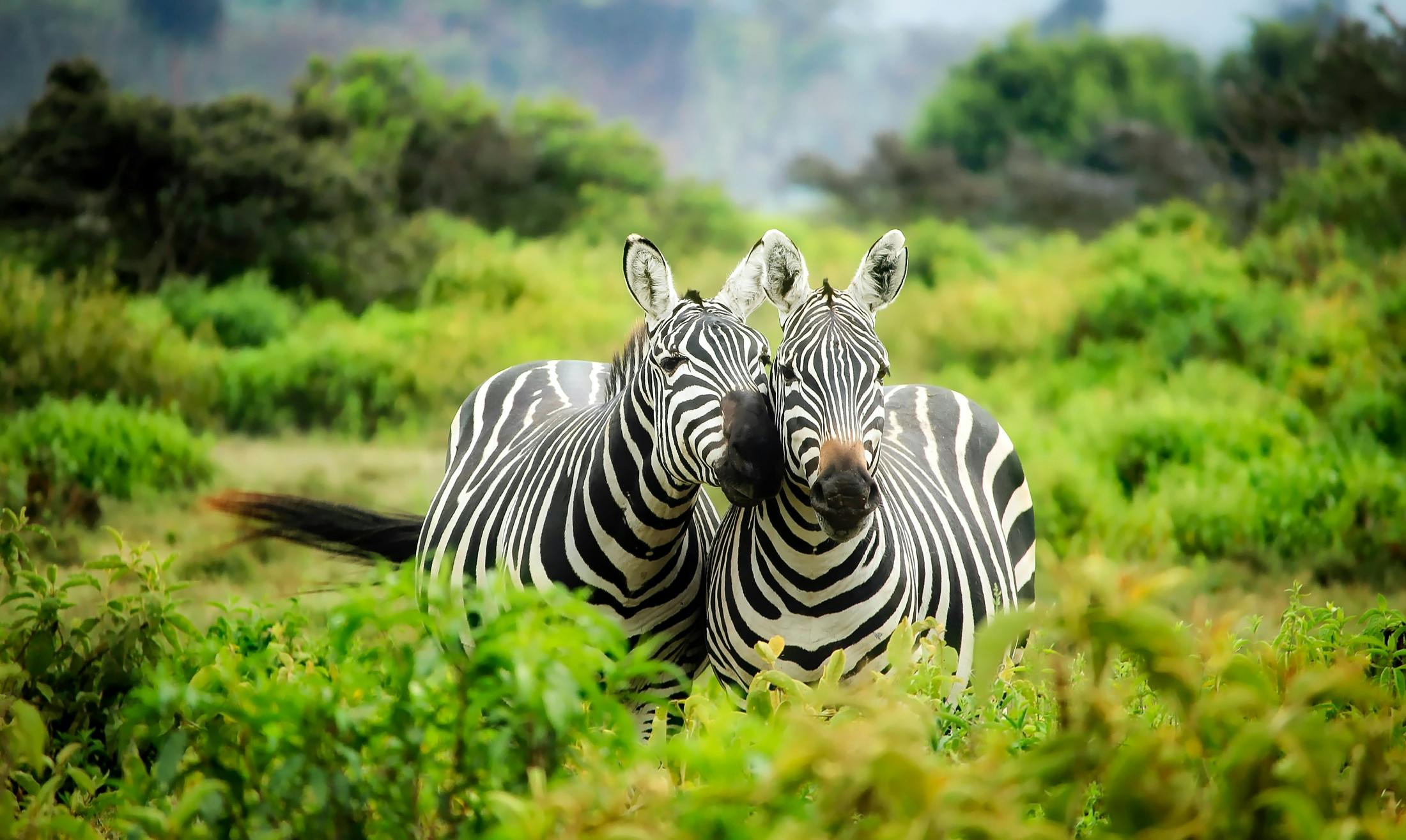 Top 10 Must-Visit Safari Parks in Kenya for First-Time Travelers